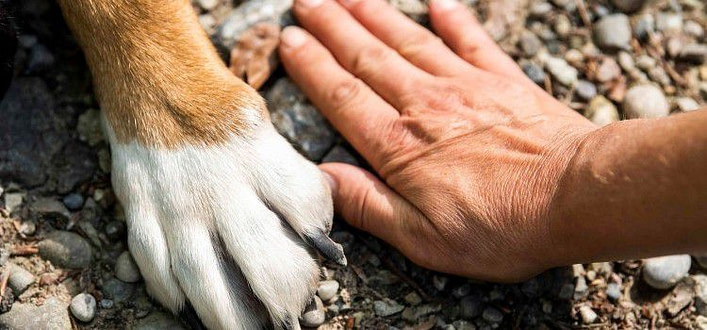 Mano di cane e persona affiancate Mano di cane e persona affiancate