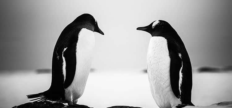 Il carattere di una persona Il carattere di una persona-foto in bianco e nero di due pinguini che si guardano