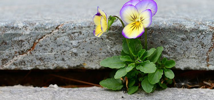 Resilienza
