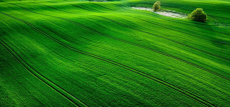 Il bello di vivere