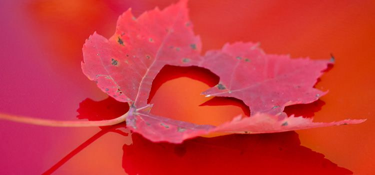 imparare ad amarsi - foglia rossa con forma di cuore