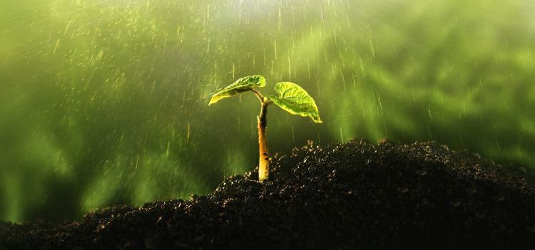 Essere perfezionisti-pianta crescita vita